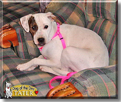 Tater, the Dog of the Day