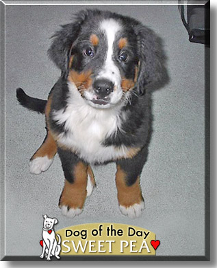 Sweet Pea, the Dog of the Day