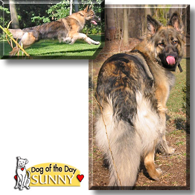 Sunny, the Dog of the Day