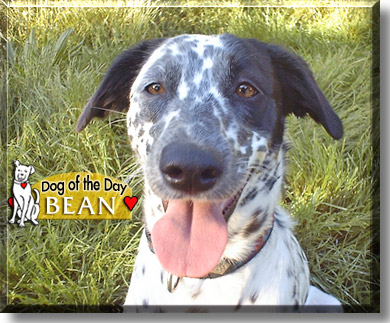 Bean, the Dog of the Day