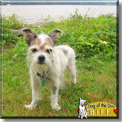 Biff, the Dog of the Day