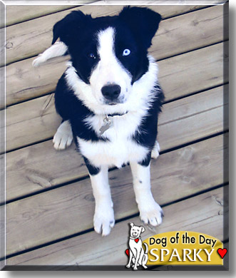 Sparky, the Dog of the Day