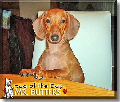 Mr. Butters, the Dog of the Day