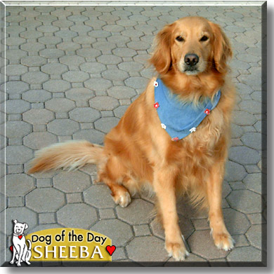 Sheeba, the Dog of the Day