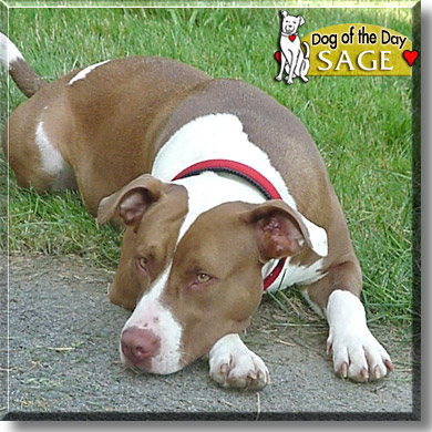 Sage, the Dog of the Day