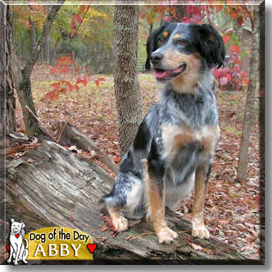 Abby, the Dog of the Day