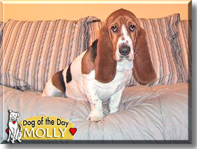 Molly, the Dog of the Day