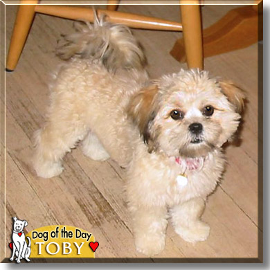 Toby, the Dog of the Day