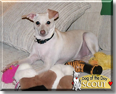 Scout, the Dog of the Day