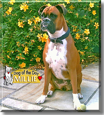 Millie, the Dog of the Day