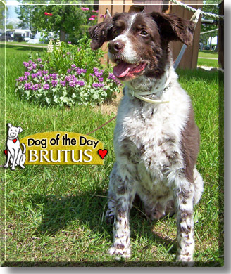 Brutus, the Dog of the Day