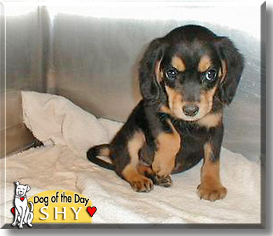 Shy, the Dog of the Day