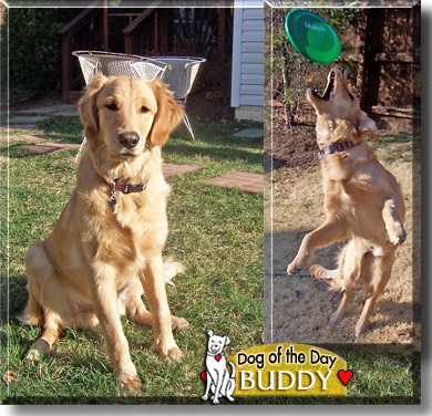 Buddy, the Dog of the Day