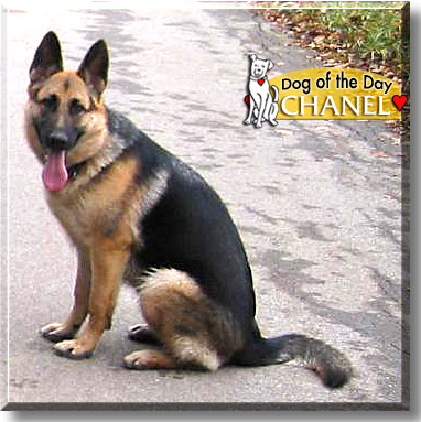 Chanel, the Dog of the Day
