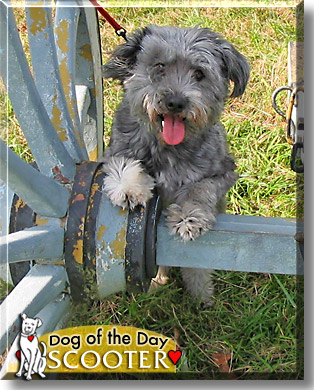 Scooter, the Dog of the Day
