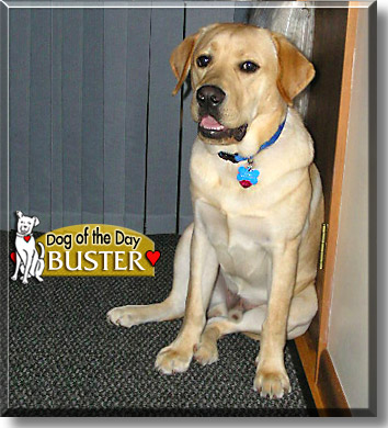Buster, the Dog of the Day