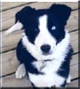 Sparky