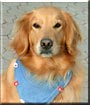 Sheeba