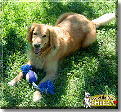 Sheeba, the Dog of the Day