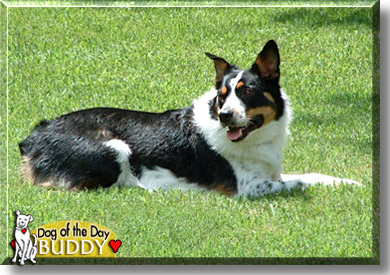 Buddy, the Dog of the Day