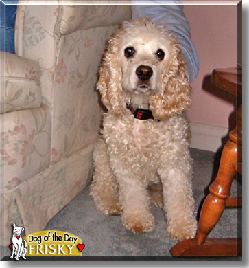 Frisky, the Dog of the Day