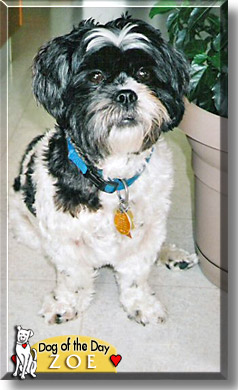 Zoe, the Dog of the Day