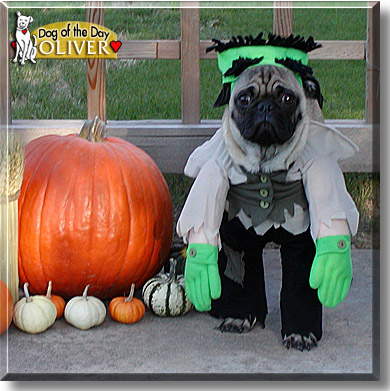 Oliver, the Dog of the Day