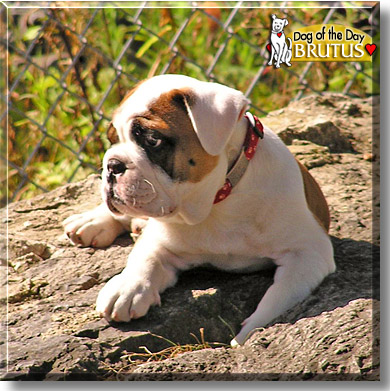 Brutus, the Dog of the Day