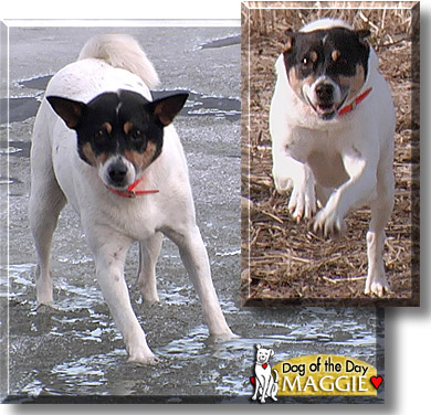 Maggie, the Dog of the Day