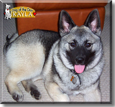 Kayla, the Dog of the Day