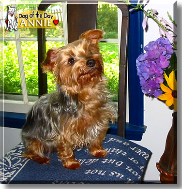 Annie, the Dog of the Day