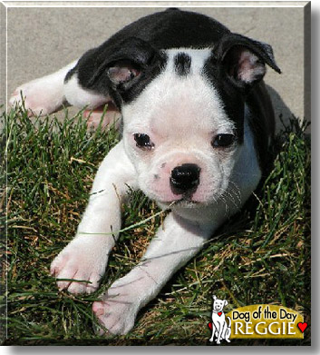 Reggie, the Dog of the Day