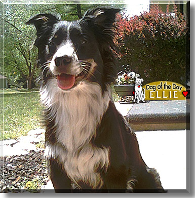 Ellie, the Dog of the Day
