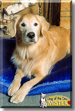 Mister, the Dog of the Day