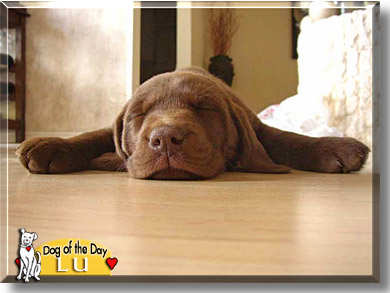 Lu, the Dog of the Day