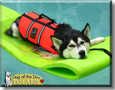 Polaris, the Dog of the Day