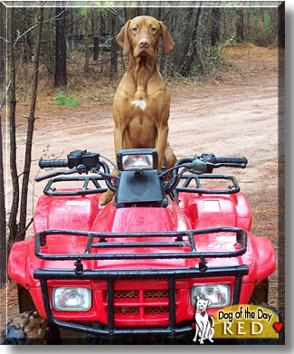 Red, the Dog of the Day