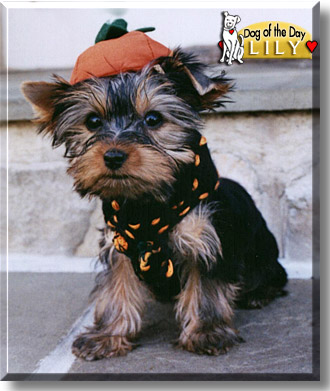 Lily, the Dog of the Day