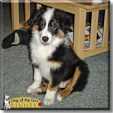 Bentley, the Dog of the Day