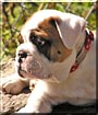Brutus