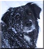 Kona