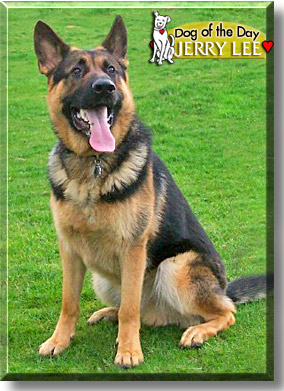 Jerry Lee, the Dog of the Day
