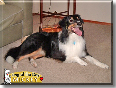 Mickey, the Dog of the Day