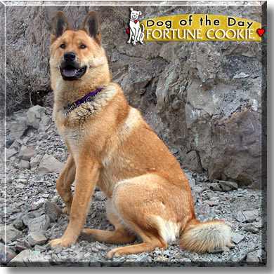 Fortune Cookie, the Dog of the Day