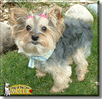 Mollie, the Dog of the Day