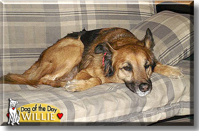 Willie, the Dog of the Day