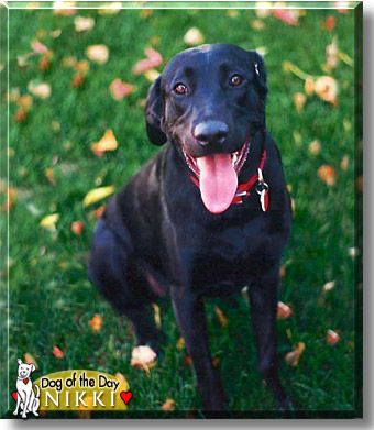 Nikki, the Dog of the Day