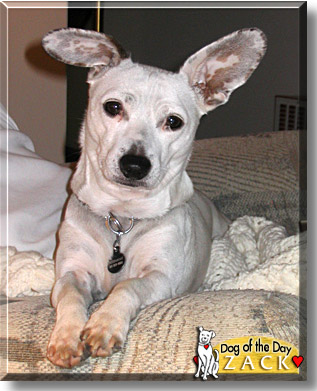 Zack, the Dog of the Day