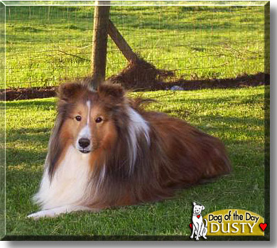 Dusty, the Dog of the Day