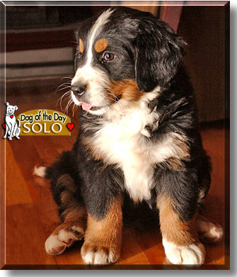 Solo, the Dog of the Day